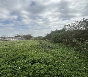 桃園綠線捷運G14A徵收田 示意圖-3